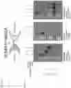 Fig. 30 - NK CELL-DIRECTED CHIMERIC PROTEINS