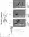Fig. 32 - NK CELL-DIRECTED CHIMERIC PROTEINS