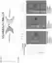 Fig. 33 - NK CELL-DIRECTED CHIMERIC PROTEINS