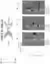 Fig. 36 - NK CELL-DIRECTED CHIMERIC PROTEINS