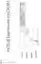 Fig. 83 - NK CELL-DIRECTED CHIMERIC PROTEINS