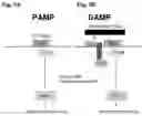 Fig. 06 - METHODS OF USE OF SOLUBLE CD24 FOR THERAPY OF RHEUMATOID ARTHRITIS
