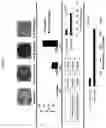 Fig. 07 - IL-22BP COMPOSITIONS AND METHOD FOR THE TREATMENT OF DISEASE THEREWITH