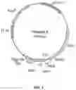Fig. 05 - COMBINATORIAL ANTIBODY LIBRARIES AND USES THEREOF