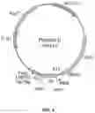 Fig. 06 - COMBINATORIAL ANTIBODY LIBRARIES AND USES THEREOF