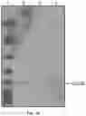 Fig. 25 - METHODS OF TREATING CANCER USING PD-1 AXIS BINDING ANTAGONISTS AND TIGIT INHIBITORS