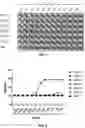 Fig. 06 - Anti-CD47 antibodies and uses thereof