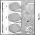Fig. 40 - Trispecific binding proteins, methods, and uses thereof