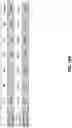 Fig. 50 - Trispecific binding proteins, methods, and uses thereof