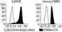 Fig. 01 - USE OF BISPECIFIC ANTIGEN-BINDING MOLECULES THAT BIND PSMA AND CD3 IN COMBINATION WITH 4-1BB CO-STIMULATION