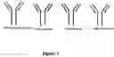 Fig. 02 - FUSION IMMUNOMODULATORY PROTEINS AND METHODS FOR MAKING SAME