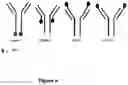 Fig. 09 - FUSION IMMUNOMODULATORY PROTEINS AND METHODS FOR MAKING SAME