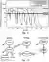 Fig. 08 - Method of treating diseases using an IL-17 receptor antibody formulation