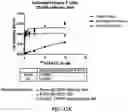 Fig. 32 - Antibodies against OX-40 and uses thereof