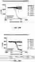 Fig. 43 - Antibodies against OX-40 and uses thereof