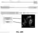Fig. 48 - Antibodies against OX-40 and uses thereof