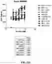 Fig. 56 - Antibodies against OX-40 and uses thereof