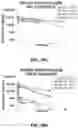 Fig. 68 - Antibodies against OX-40 and uses thereof