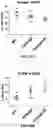 Fig. 77 - Antibodies against OX-40 and uses thereof