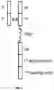 Fig. 02 - Dimeric antigen receptors