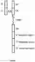 Fig. 03 - Dimeric antigen receptors