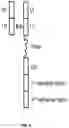 Fig. 04 - Dimeric antigen receptors