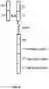 Fig. 05 - Dimeric antigen receptors