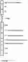Fig. 09 - Dimeric antigen receptors