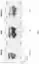 Fig. 10 - Dimeric antigen receptors