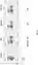Fig. 12 - Dimeric antigen receptors