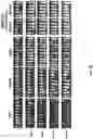 Fig. 19 - Dimeric antigen receptors