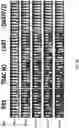 Fig. 20 - Dimeric antigen receptors