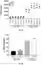 Fig. 02 - Antibodies That Bind CD39 and Uses Thereof
