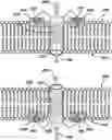 Fig. 01 - TUBULAR NANOSTRUCTURE TARGETED TO CELL MEMBRANE