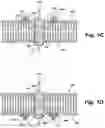 Fig. 03 - TUBULAR NANOSTRUCTURE TARGETED TO CELL MEMBRANE
