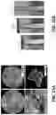 Fig. 23 - Self-assembled elastomers with molecularly encoded tissue-like softness, strain-adaptive stiffening and coloration