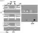 Fig. 11 - SYSTEMS, METHODS AND HYDROGELS FOR CELL CULTURE AND ANALYSIS