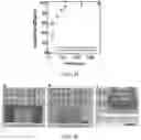 Fig. 19 - HYDROGEL WITH SELECTIVE ABSORPTION FOR SEPARATION OF LIQUID MIXTURES