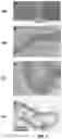 Fig. 03 - Biocomposite materials and related compositions, methods and systems