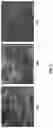 Fig. 06 - Biocomposite materials and related compositions, methods and systems