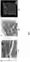 Fig. 08 - Biocomposite materials and related compositions, methods and systems