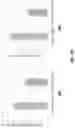 Fig. 19 - Biocomposite materials and related compositions, methods and systems