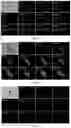 Fig. 08 - Preparation method for photo-activatable aggregation-induced emission probe with in-situ generation capability