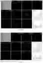 Fig. 09 - Preparation method for photo-activatable aggregation-induced emission probe with in-situ generation capability