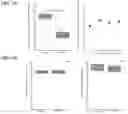 Fig. 23 - METHODS FOR IDENTIFYING, COMPOUNDS IDENTIFIED AND COMPOSITIONS THEREOF