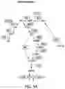 Fig. 02 - Genome-wide rationally-designed mutations leading to enhanced lysine production in 