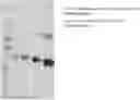 Fig. 01 - WNT COMPOSITIONS AND METHODS OF PROCESS FROM SERUM-FREE CULTURING CONDITIONS