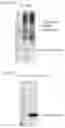 Fig. 03 - WNT COMPOSITIONS AND METHODS OF PROCESS FROM SERUM-FREE CULTURING CONDITIONS