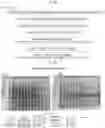 Fig. 05 - WNT COMPOSITIONS AND METHODS OF PROCESS FROM SERUM-FREE CULTURING CONDITIONS