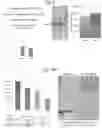 Fig. 16 - WNT COMPOSITIONS AND METHODS OF PROCESS FROM SERUM-FREE CULTURING CONDITIONS